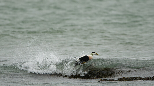 Thumbnail of Eider